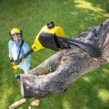 Best Pest Control for Lawns  in Catawissa, PA