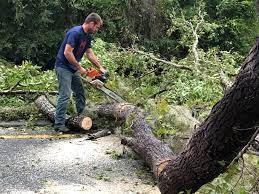 Best Arborist Consultation Services  in Catawissa, PA