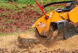 Best Tree Disease Treatment  in Catawissa, PA