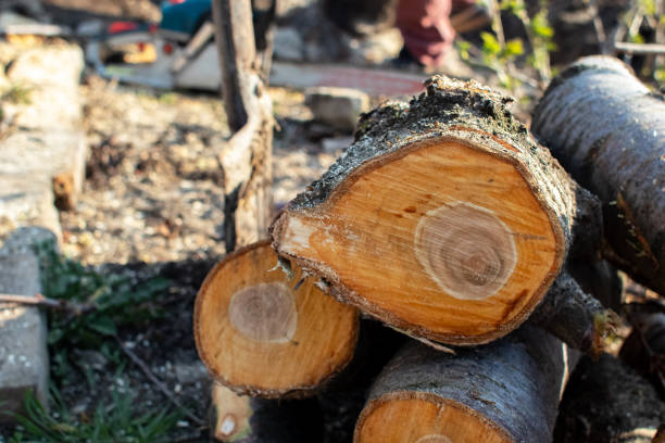 Catawissa, PA Tree Care Company