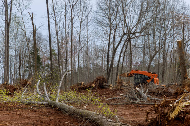 Best Lot and Land Clearing  in Catawissa, PA