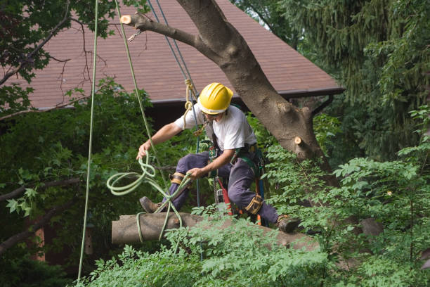 Best Tree Health Inspection  in Catawissa, PA