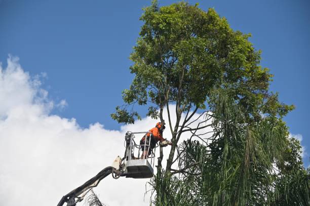 How Our Tree Care Process Works  in  Catawissa, PA