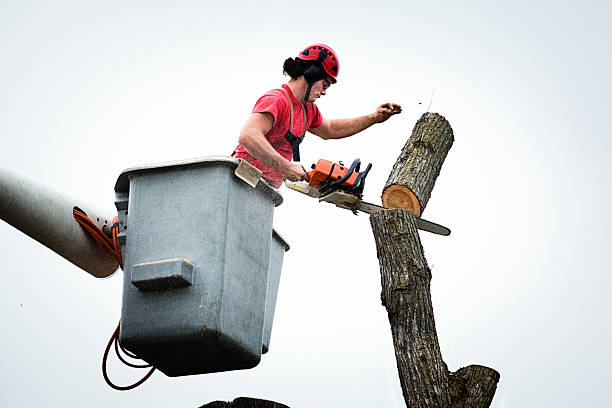 Best Firewood Processing and Delivery  in Catawissa, PA