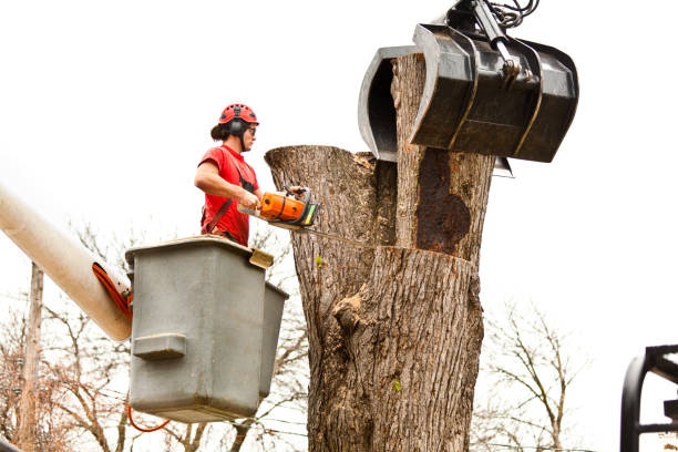 Best Storm Damage Tree Cleanup  in Catawissa, PA